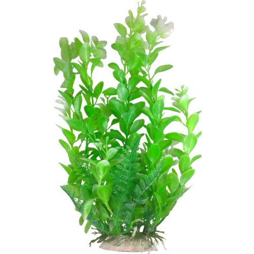 best air filtering indoor plants Spider Plant main image 1